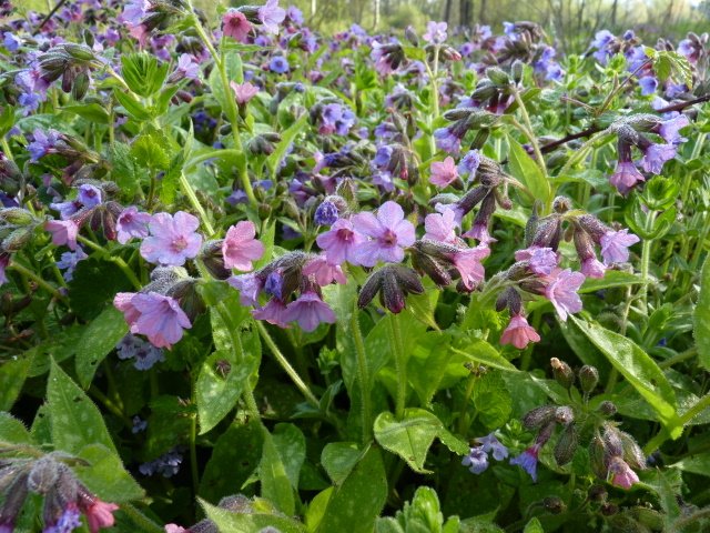 Pulmonaria officinalis fleur